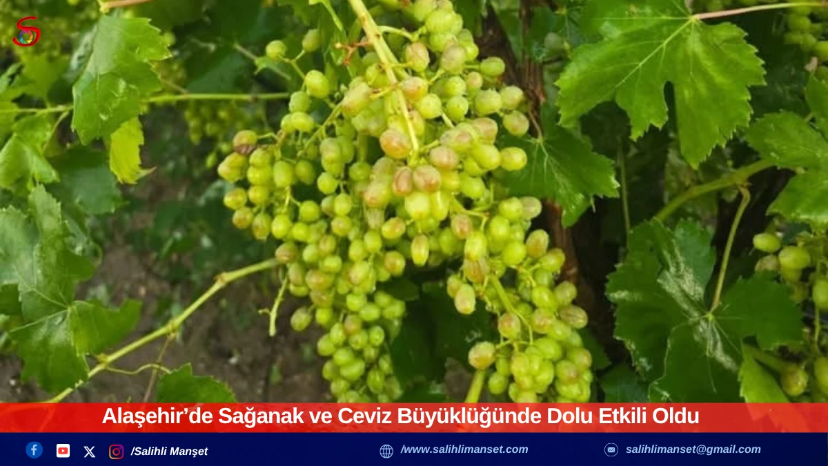 Alaşehir’de Sağanak ve Ceviz Büyüklüğünde Dolu Etkili Oldu