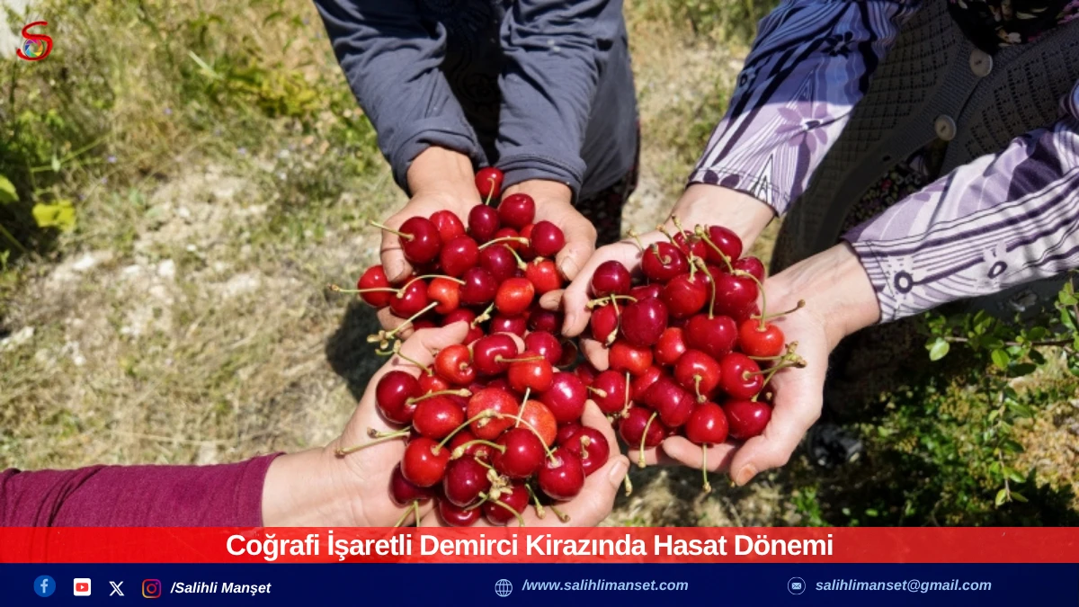 Coğrafi İşaretli Demirci Kirazında Hasat Dönemi