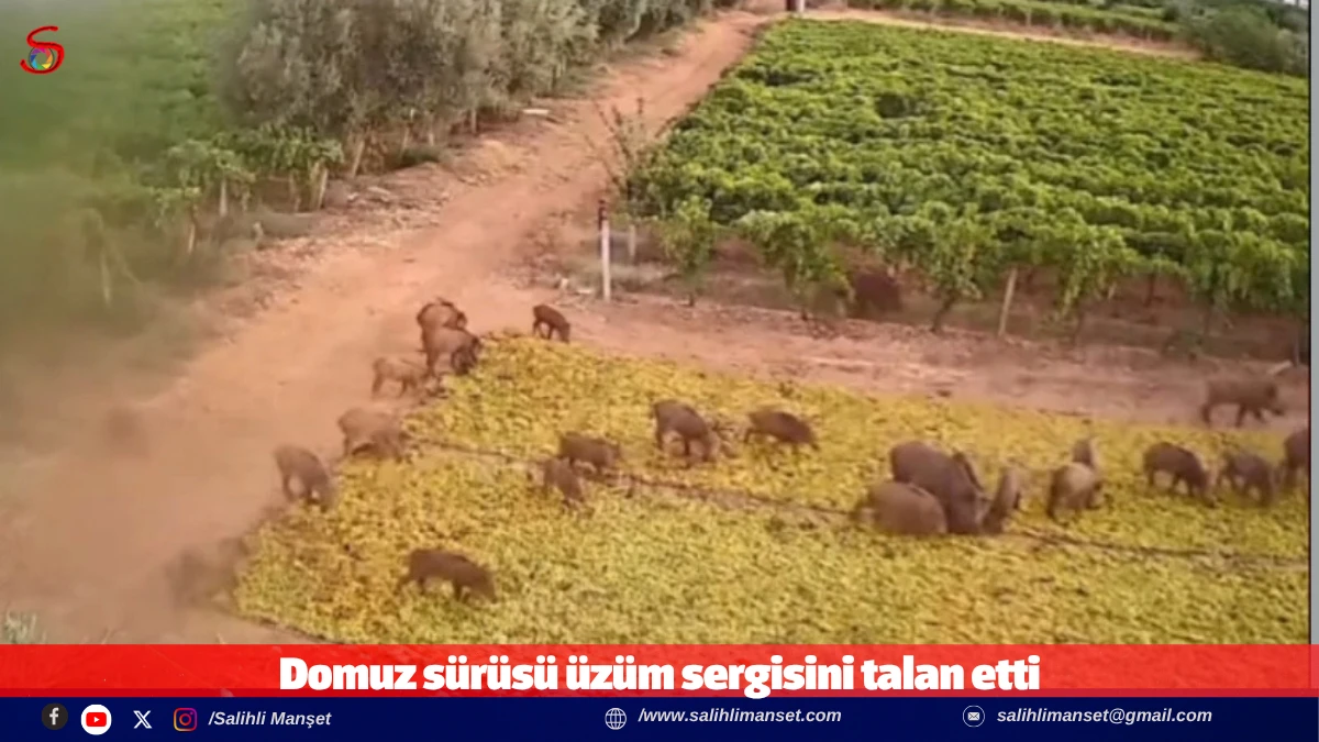 Domuz s&uuml;r&uuml;s&uuml; &uuml;z&uuml;m sergisini talan etti   