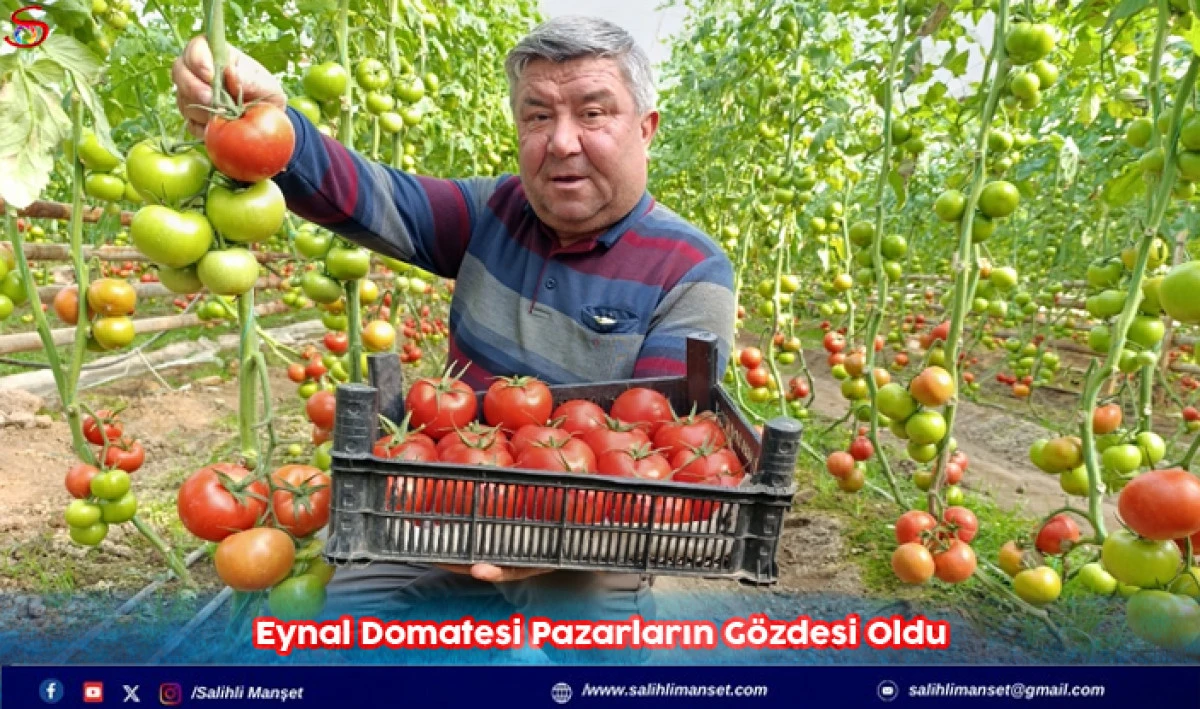 Eynal Domatesi Pazarların G&ouml;zdesi Oldu   