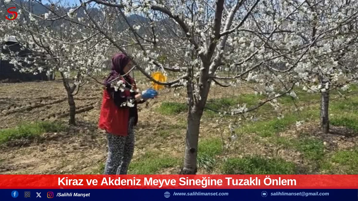 Kiraz ve Akdeniz Meyve Sineğine Tuzaklı &Ouml;nlem