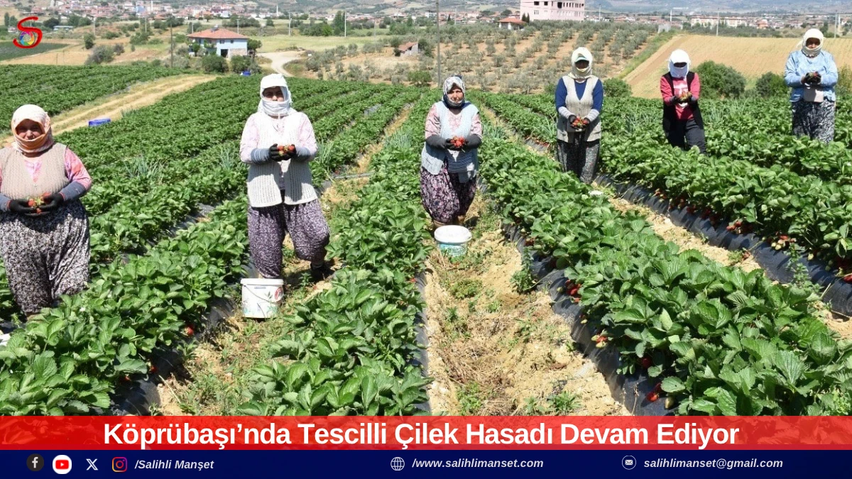 K&ouml;pr&uuml;başı&rsquo;nda Tescilli &Ccedil;ilek Hasadı Devam Ediyor