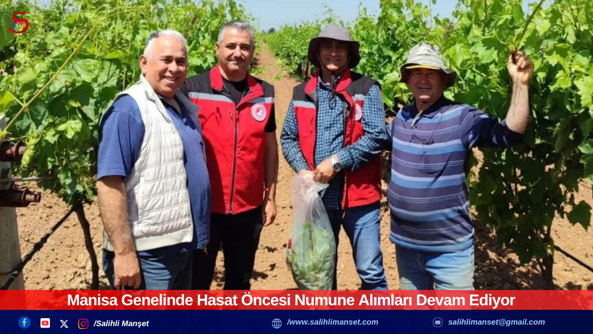 Manisa Genelinde Hasat Öncesi Numune Alımları Devam Ediyor
