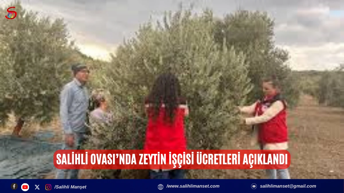 Salihli Ovası&rsquo;nda zeytin iş&ccedil;isi &uuml;cretleri a&ccedil;ıklandı
