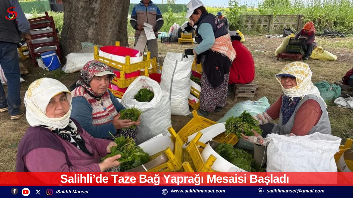 Salihli&rsquo;de Taze Bağ Yaprağı Mesaisi Başladı 