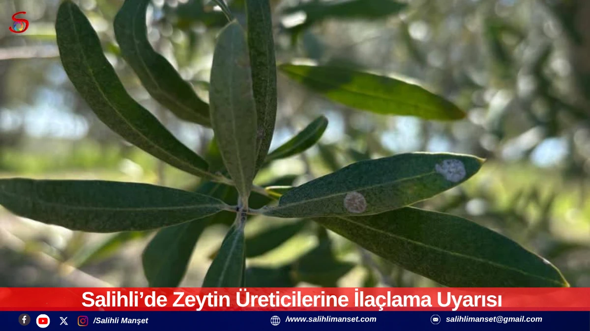 Salihli&rsquo;de Zeytin &Uuml;reticilerine İla&ccedil;lama Uyarısı 