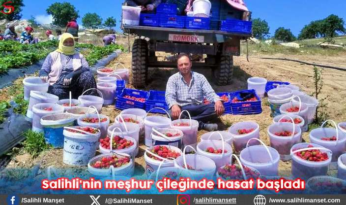 Salihli'nin meşhur çileğinde hasat başladı