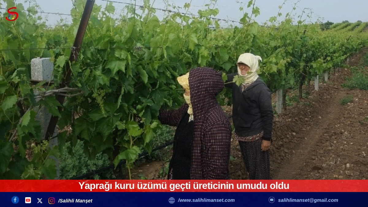 Yaprağı kuru üzümü geçti üreticinin umudu oldu