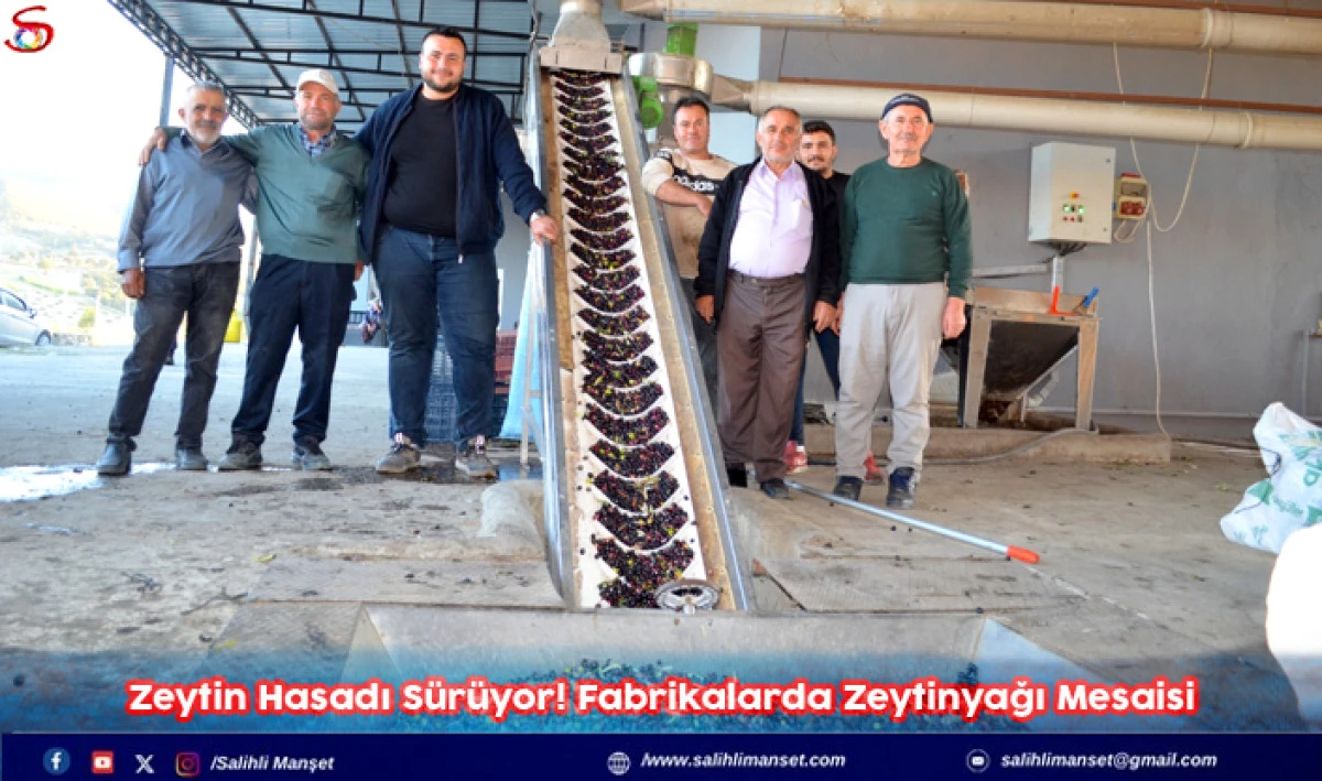 Zeytin Hasadı Sürüyor! Fabrikalarda Zeytinyağı Mesaisi