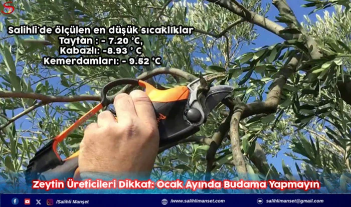 Zeytin &Uuml;reticileri Dikkat: Ocak Ayında Budama Yapmayın