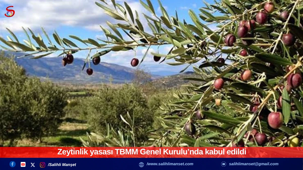 Zeytinlik yasası TBMM Genel Kurulu’nda kabul edildi